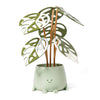 Sage Green Happy Plant Pot with Sustainable Monstera Leaves