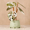 Sage Green Happy Plant Pot with Sustainable Monstera Leaves