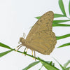 Plant Animal Butterfly by Another Studio at Albert & Moo, Plants, Plant Pots and Plant Accessories