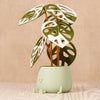 Happy Plant Pot with Sustainable Monstera Leaves, artificial plant