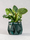 Medium Deep Green Self-Watering Eco Friendly Ocean Plant Pot by POTR at Albert & Moo