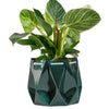 Deep Green Self-Watering 3D Printed Plant Pot Made From Ocean Waste by POTR at Albert & Moo