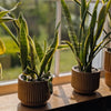 Mustard Yellow Vintage Styled Ridged Plant Pot at Albert & Moo