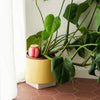 Olla Plant Waterer - Perfect Plant Gifts at Albert & Moo