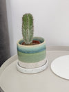 Green Minute Plant Pot at Saucer | Albert & Moo