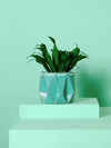 Small Aqua Blue Self-Watering Plant Pot by POTR at Albert & Moo