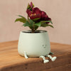 Sage green planter with a smiling face and red flowers on a wooden surface
