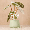 Sage Green Happy Plant Pot with Sustainable Monstera Leaves