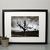 Framed Dead Tree A4 Photography Print