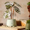 Sage Green Happy Plant Pot with Sustainable Monstera Leaves