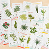 Houseplant Care Cards at Albert & Moo, great gifts for plant lovers