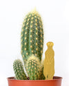Plant Animal Meerkat by Another Studio at Albert & Moo