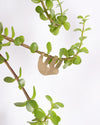 Plant Animal Sloth by Another Studio at Albert & Moo