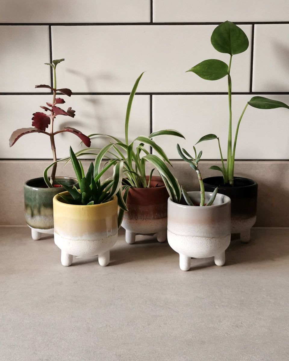 mojave indoor plant Yellow Mojave Glaze Plant Pot