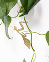 Plant Animal Praying Mantis by Another Studio at Albert & Moo