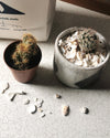Shell on Earth Recycled Whelk Shells for Plants at Albert & Moo
