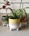 Yellow Mojave Glaze Plant Pot at Albert & Moo
