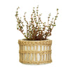 Boho Woven Plant Pot at Albert & Moo