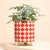 Pink and Red Checkerboard Mini Plant Pot at Albert & Moo