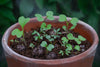 Seedball Seed Boxes - Multiple Occasions