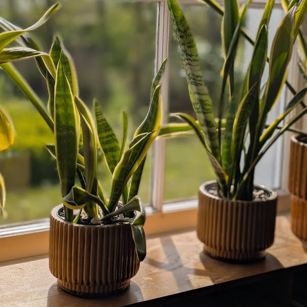 mustard indoor plant pot Mustard Ridged Plant Pot– Albert & Moo
