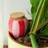 Red Olla & Pink Striped Plant Water by Pepin at Albert & Moo