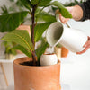 Olla Plant Waterer at Albert & Moo - Plant Care & Plant Gifts
