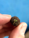 Seedball Seed Boxes - Multiple Occasions