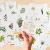 Houseplant Care Cards, plant care and plant gifts at Albert & Moo