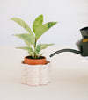 White Paulita Self Watering Plant Pot, Gifts for Plant Lovers at Albert & Moo