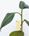 Plant Animal Koala by Another Studio at Albert & Moo